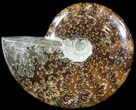 Polished, Agatized Ammonite (Cleoniceras) - Madagascar #54731-1